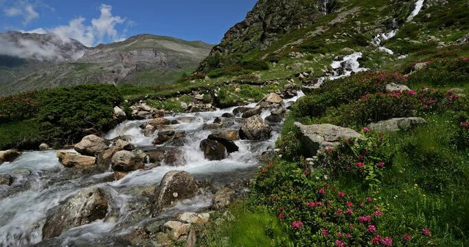 Rhododendron ferrugineum, The Troumouse cirque, Hautes Pyrenees, Occitania, France