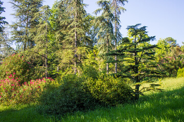 Beautiful landscape with bright tropical trees and palms in Arboretum park in Sochi Russia on a clear summer sunny day.  Concert-tropics and travel