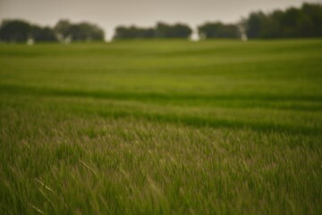 Obraz premium Landscape with green grass field. Green vibrant field in the morning. Pleasant landscape in the rural area.