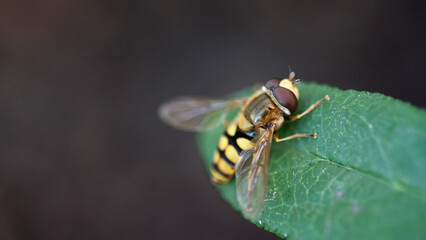 Syrphidae o mosca cern&iacute;calo vista macro posada en una hoja verde con copyspace