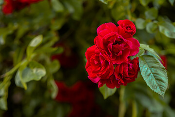 Red spray rose. Beautiful gardens