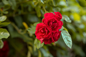 Red spray rose. Beautiful gardens