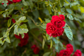 Red spray rose. Beautiful gardens