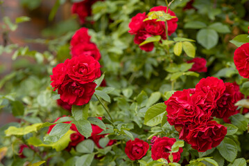 Red spray rose. Beautiful gardens