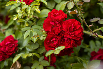 Red spray rose. Beautiful gardens