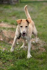 Photo of a dog frolicking in the yard