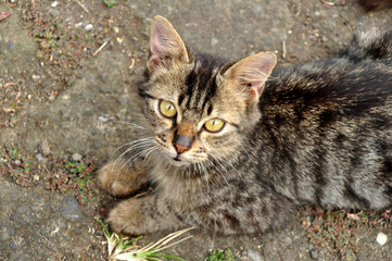 Domestic ticked tabby cat from Indonesia