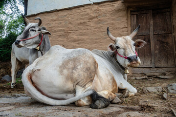 Badri cow with long horns tethered by rope and nasal rope in Uttarakhand village