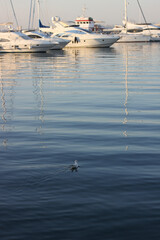A seagull floats on the waves in the black sea against the background of white boats in the city of Odessa