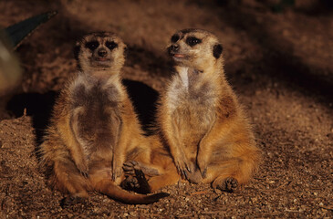 Fototapeta premium Meerkat