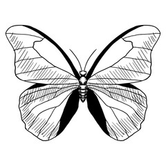 Butterfly. Vector illustration. Isolated on white. Hand drawn style.
