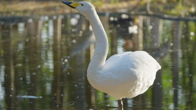 mute swan cygnus olor