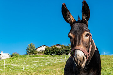 Donkey close-up in a countryside