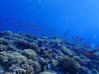Fototapeta na wymiar Coral Reef in the Red Sea