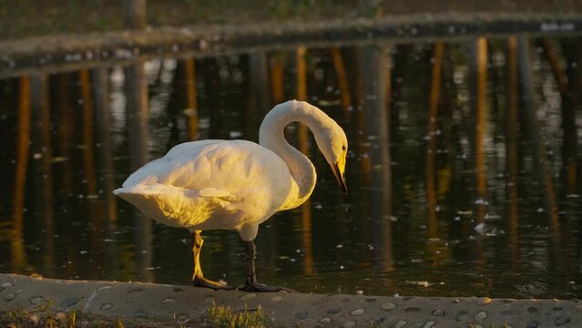 mute swan cygnus olor