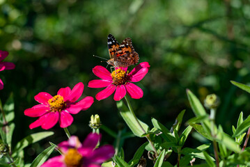 A beautiful monarch butterfly on a pink cosmos flower. Stunning spring nature scenery.