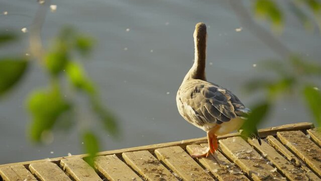 mute swan cygnus olor