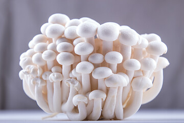 Asian edible mooshrooms shimidzhi on white backdrop. Front view. Healthy eating concept.