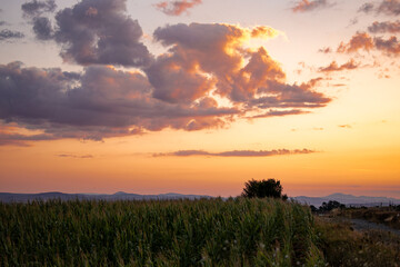Naklejka na ściany i meble A beautiful purple orange sunset sky over a field of corn. Beautiful landscape photography.