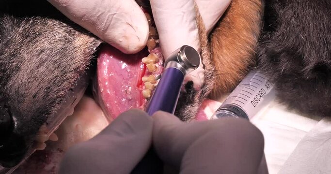 The veterinarian cleans the teeth of an old dog with a lot of tartar. A dog with bad dental health came to the clinic for treatment. The concept of the consequences of poor oral hygiene in pets.