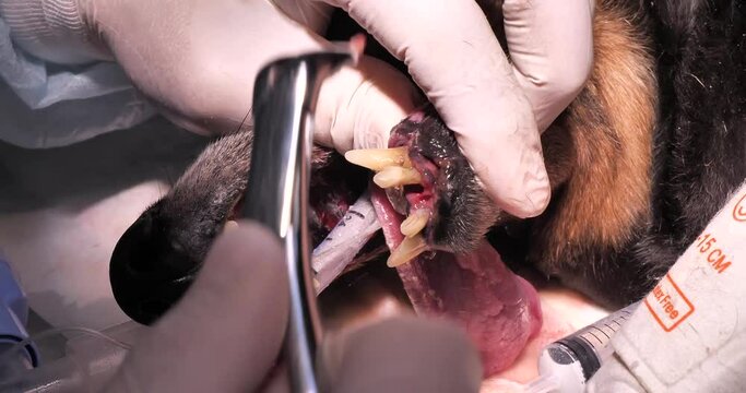 A veterinary dentist removes decayed teeth from an old dog under anesthesia. Due to poor brushing of teeth, the dog's teeth rotted and collapsed. Concept of bad dog teeth care.