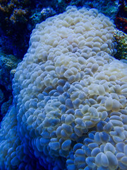 Naklejka na ściany i meble Bubble Coral Close Up