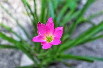 pink rain lily blooms well in summer