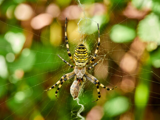 Wasp Spider with a prey. Argiope bruennichi