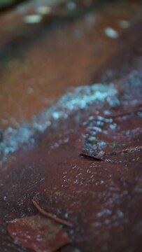 creek, stream forest nature portrait video