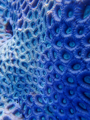 Coral Close Up