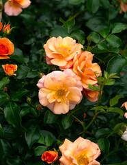 Beautiful orange roses in the park in the flower bed.