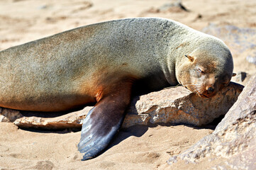 Namibia. Skeleton Coast. Cape fur seal colony at Cape Cross