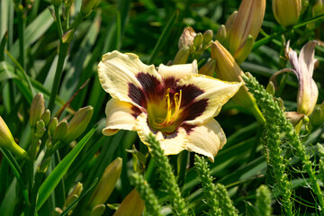 Yellow daylily with burgundy center in bud, surrounded by foliage on a sunny day, in summertime close-up.