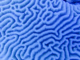 Coral Close Up