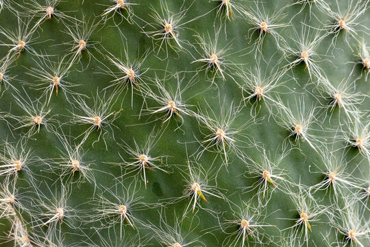 Cactus close up structure image