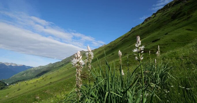 Asphodelus albus Mill blooming in the Tourmalet passi, Hautes Pyrenees, France