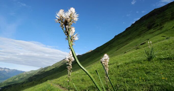 Asphodelus albus Mill blooming in the Tourmalet passi, Hautes Pyrenees, France