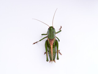 Wart biter grasshopper. Decticus verrucivorus.