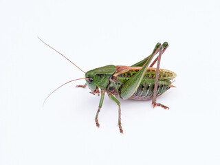 Wart biter grasshopper. Decticus verrucivorus.