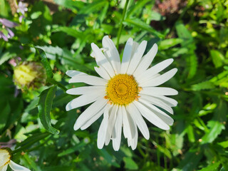 Fototapeta premium Beautiful white lonely daisy in the green grass