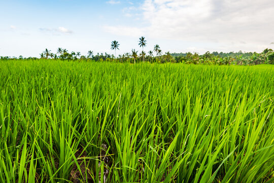 Rice paddy field, rice crop, close up in Indonesia. Rice terrace agricultural land in East Java island, Indonesia. Food security concept image