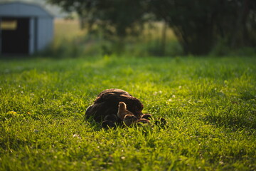 Baby chickens with their mother hen on a small farm in Ontario, Canada.