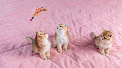 A group of kittens play with a toy.