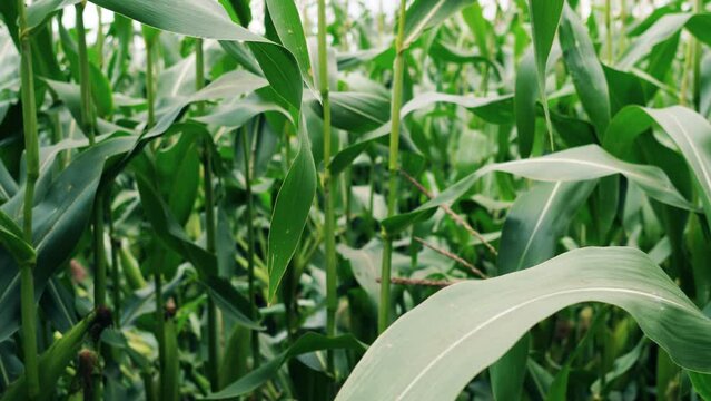 Green corn field, corn leaves close up 4k