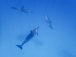 School of Dolphins in the Red sea