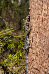goanna 
