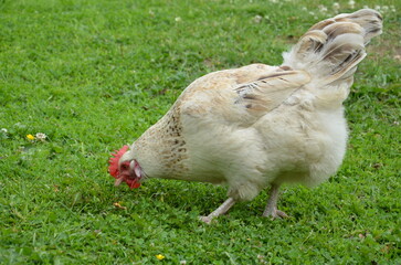 chicken on the grass