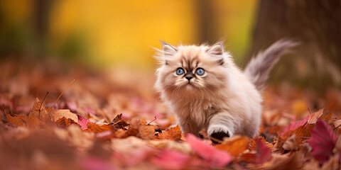 Naklejka na ściany i meble adorable Himalayan kitten frolicking in the autumn leaves