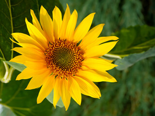 Fototapeta premium Large yellow sunflower close-up shot on a sunny day