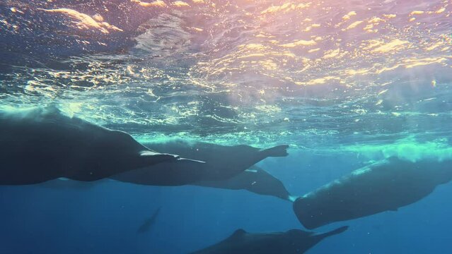A pod of sperm whale calves and juveniles socializing at the surface in clear blue waters off the north western coast of Mauritius. Band of sperm whales swims freely near surface of ocean. Sperm